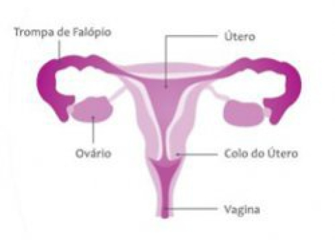 Imagem da Notícia